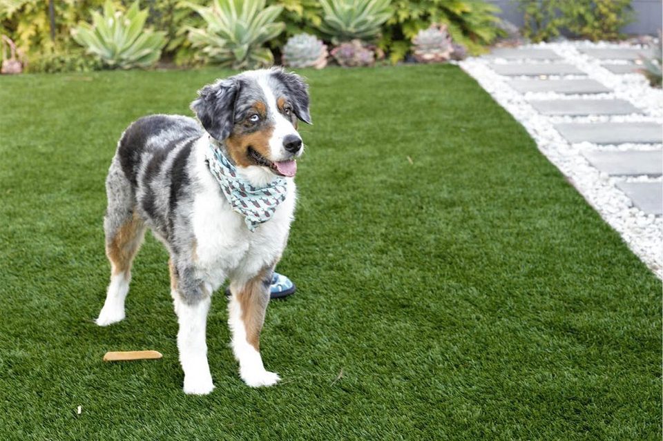 Dog standing on a synthetic turf lawn beside stepping pads